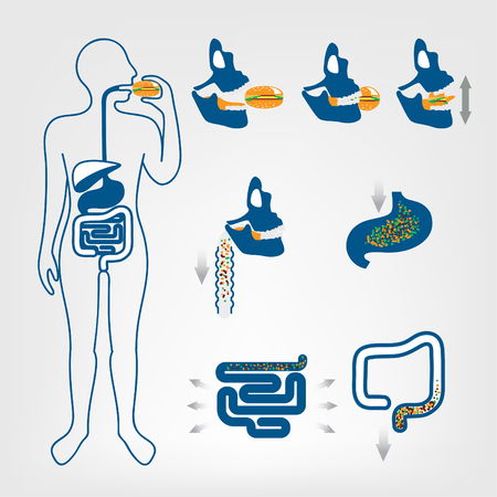 The digestive system of humansのイラスト素材