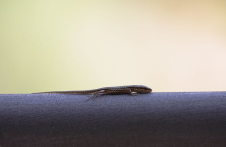 Small Lizardの写真素材