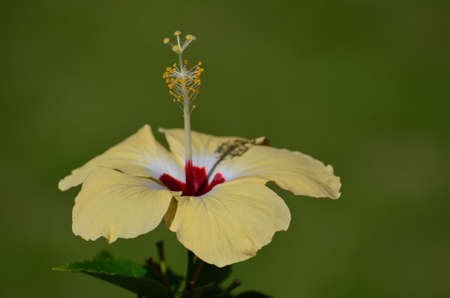 Yellow hibiscus in green natural backgroundの写真素材