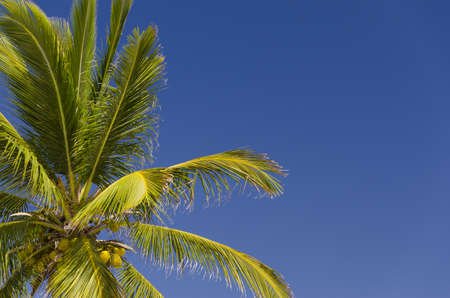 Coconut palm tree with blue sky background の写真素材