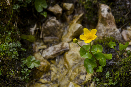Caltha and mauntain streamの写真素材