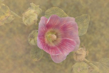A photograph of a pink hollyhock in morning fog. の写真素材