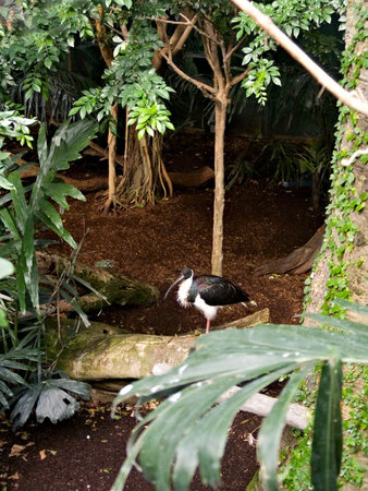 A wildlife exhibit in a zoo showing a bird with a long beak among the trees.