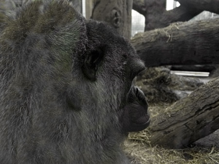 A viw of a great ape in a zoo setting among some tree branches. 