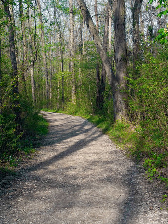 A walking path in a heavily wooded area.