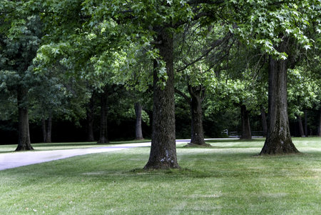 Public park and path with green leaves and trees. 