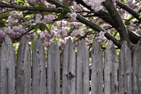 An aging wooden fence in front of spring pink blossoms. の写真素材