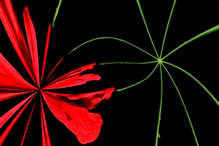 A digitally generated image using a set of algorithms on an original photo creating lines, shapes and patterns forming a flower and a stem. の写真素材