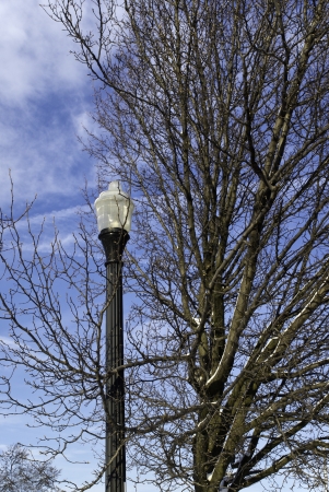 A street lamp and a tree in the foreground of a bright blue sky with clouds. の写真素材