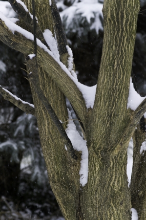 A tree in the winter with snow on the branchesの写真素材