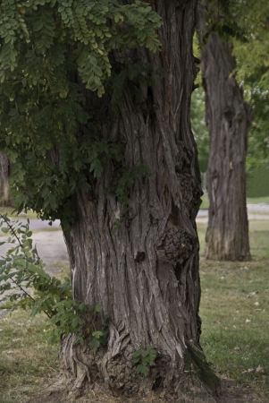 A pair of grnaled treee trunks in a grassy area of a  public park. の写真素材