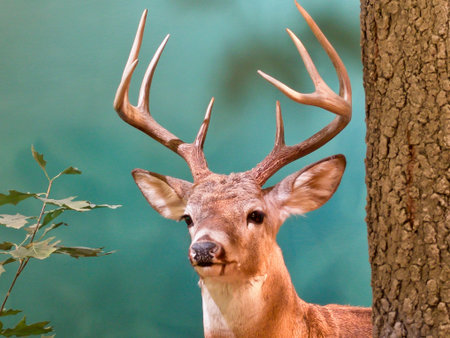 A taxidermist's deer in a forest atmosphere. 