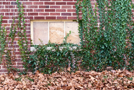 Dried leaves and vines around a window in a red brick wall. の写真素材