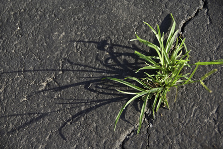 A crack in asphalt driveway with a weed coming through.の写真素材