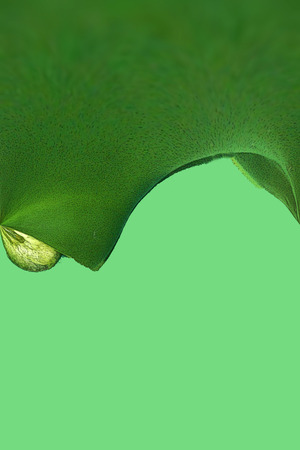 A digitally generated image using a set of algorithms on an original photo of a green pepper.の写真素材