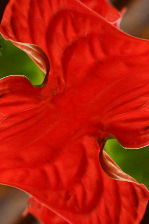 A digitally generated image using a set of algorithms on an original photo  of an anthirum plant.の写真素材