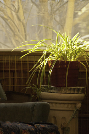 A spider plant basking in the sun light as it sits in the lounge area of a home.の写真素材