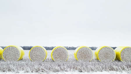 Large Round Bales of Cotton in Winterの写真素材
