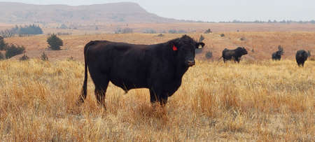 Black Angus Steer Grazing with its Herdの写真素材