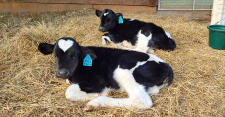 Two 5 Weeks Old Holstein Heifer Bottle Calvesの写真素材