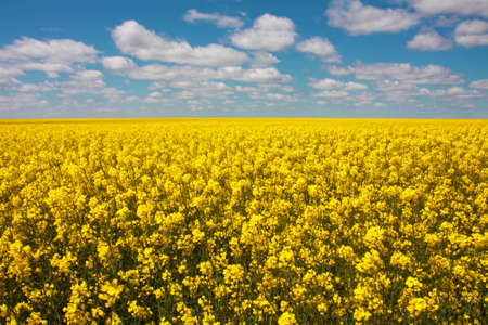 Expansive Canola Rapeseed Crop Field in Rural Kansasの写真素材