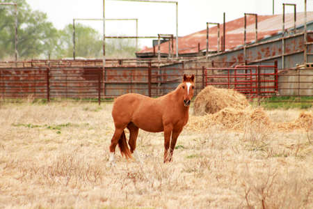 Brown American Saddlebred Horse with White Blazeの写真素材
