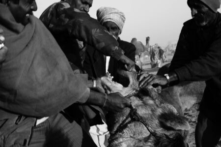 Marking Camel Ownership after purchase in Rajasthan, Indiaのeditorial素材
