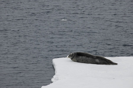 A cute seal resting on edge of ice floe in arctic watersの写真素材