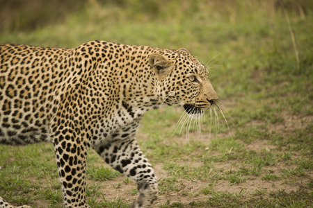 A cheetah walking and resting on a tree branch in Africaの写真素材