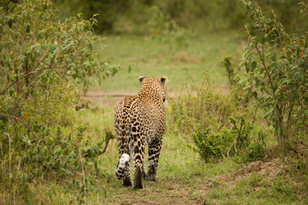 A cheetah walking and resting on a tree branch in Africa