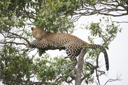 A cheetah walking and resting on a tree branch in Africa