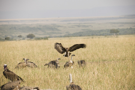 A flying hawk about to land perfectly in Africaの写真素材