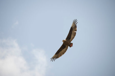 A beautiful flying hawk against a clear blue sky in Africa