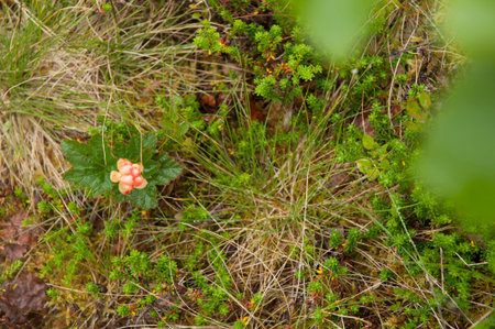 Different kinds of beautiful field flowers blossoming in Norway