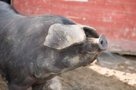 Different portrait shots of cute little black pigs and their tails