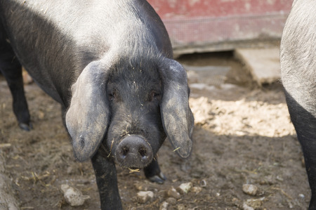 Different portrait shots of cute little black pigs and their tailsの写真素材