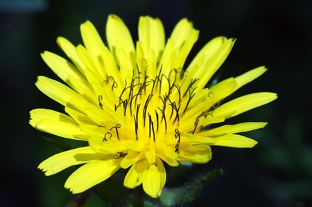 Yellow flowerの写真素材