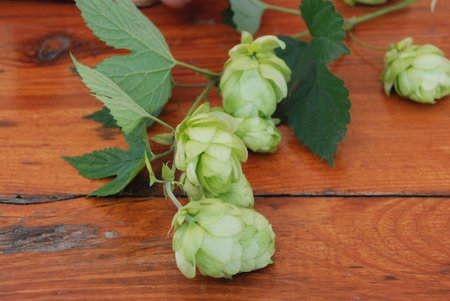 Wild hops