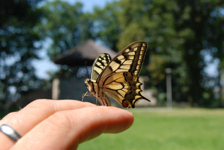 Yellow butterfly on the handの写真素材