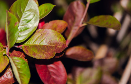 Green and red leaves in the garden next to the house