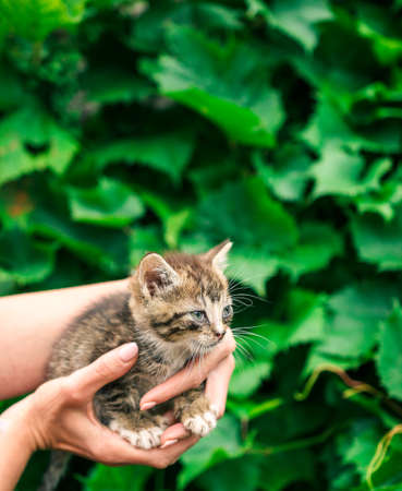 A young kitten in her hands, posing outdoors in the countrysideの写真素材