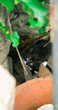 Young kitten posing outdoors in the countrysideの写真素材