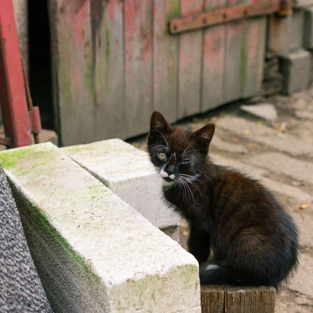 Young kitten posing outdoors in the countrysideの写真素材