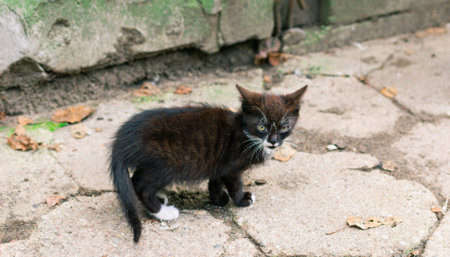 Young kitten posing outdoors in the countryside