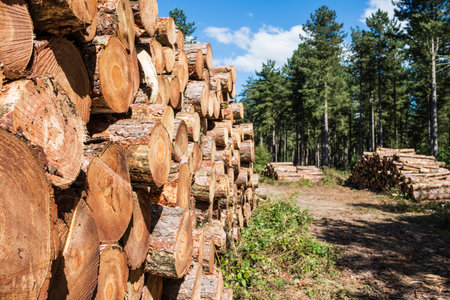 Fresh cut lumber stored in the forest