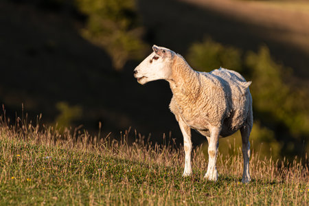 One sheep on the meadow looking leftの写真素材