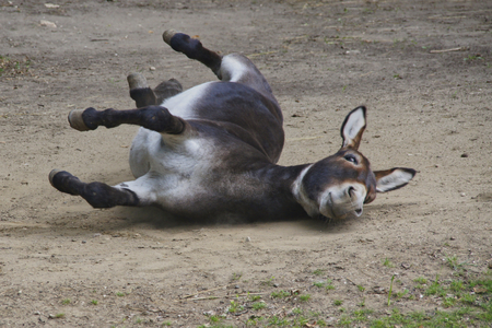 cheerful mule rolling on the groundの写真素材