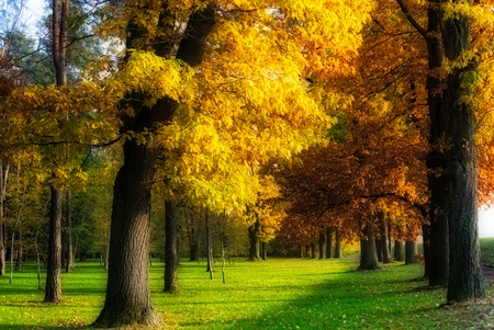 autumn trees in the parkの写真素材