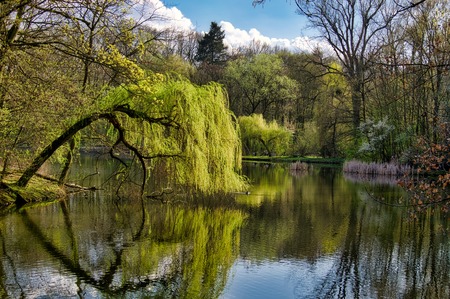 spring willow tree crying over the pond ?の写真素材