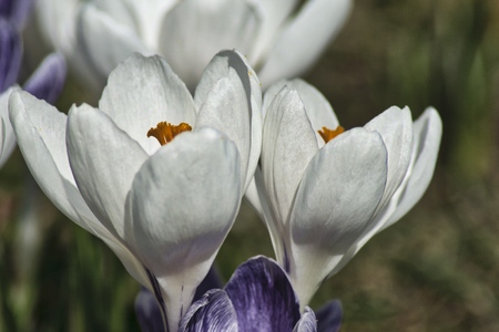 two white spring crocuses in the garden on a blurred backgroundの写真素材